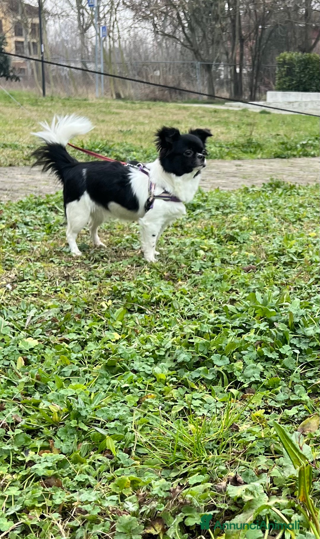 Chihuahua cani in vendita: Chihuahua pedigree Enci femmina pelo lungo - Annuncio 6