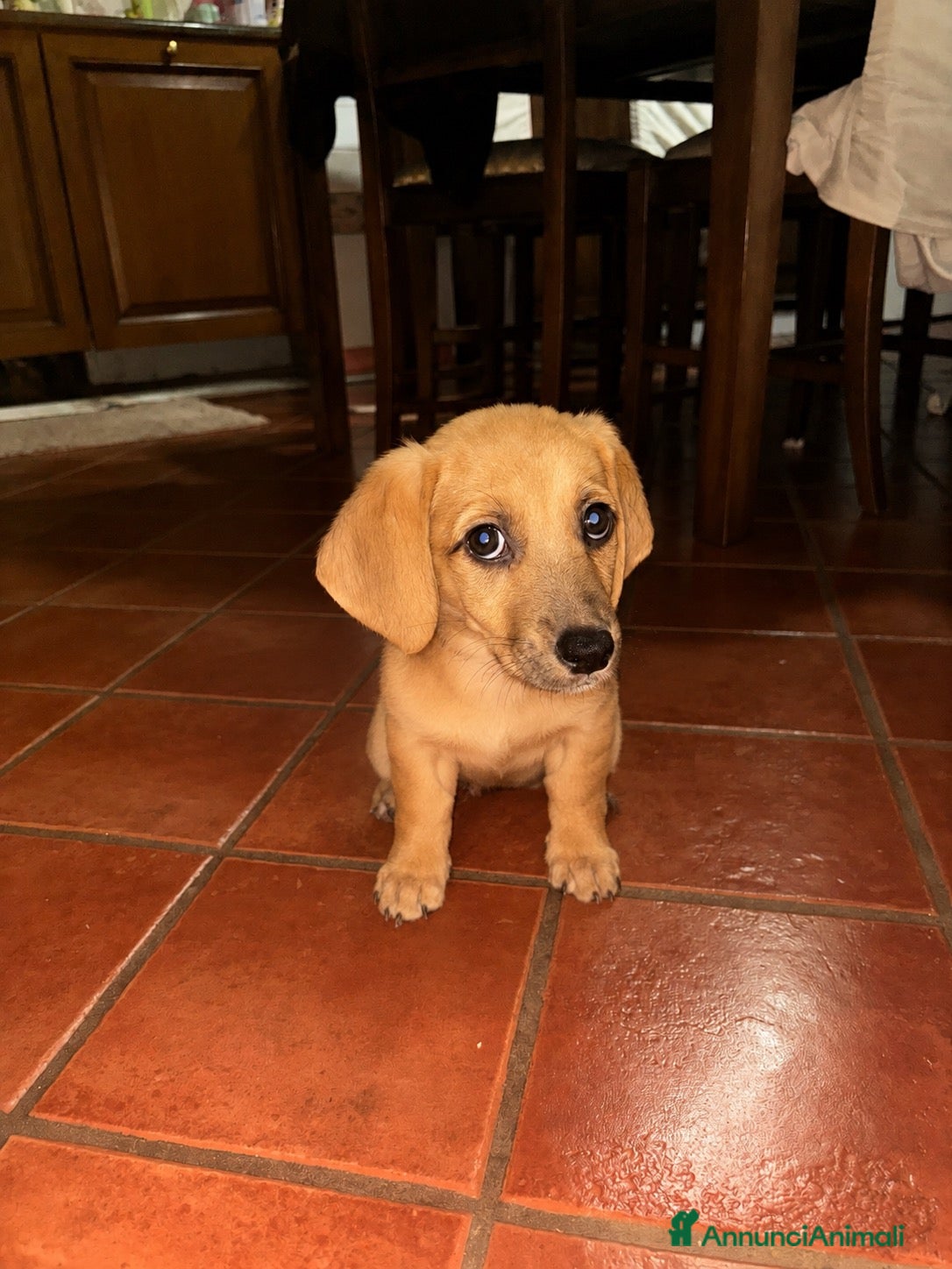 Meticcio cani Regalo cucciolo di cane  - Annuncio 2