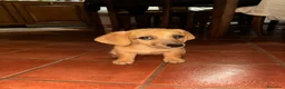 Meticcio cani in regalo: Regalo cucciolo di cane  a Città metropolitana di Catania - Annuncio 1