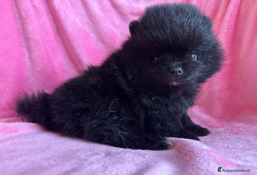 Volpino Pomerania cani in vendita: Adorabili Cuccioli di Pomerania - Annuncio 8