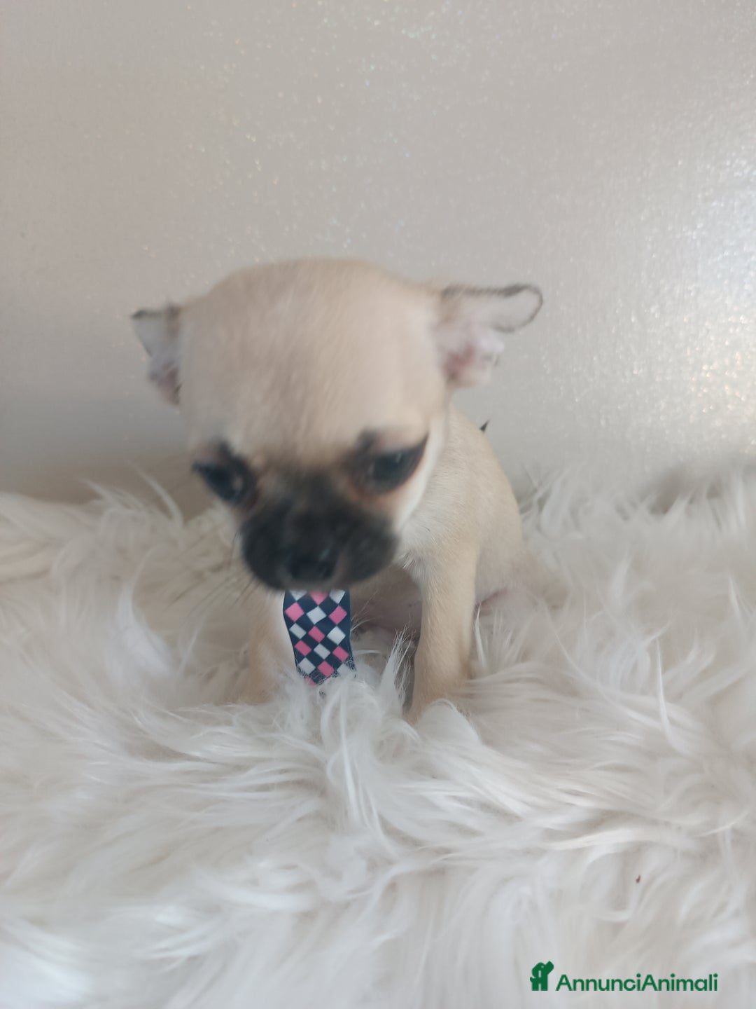 Chihuahua cani in vendita: Chihuahua maschietto pelo corto  - Annuncio 6