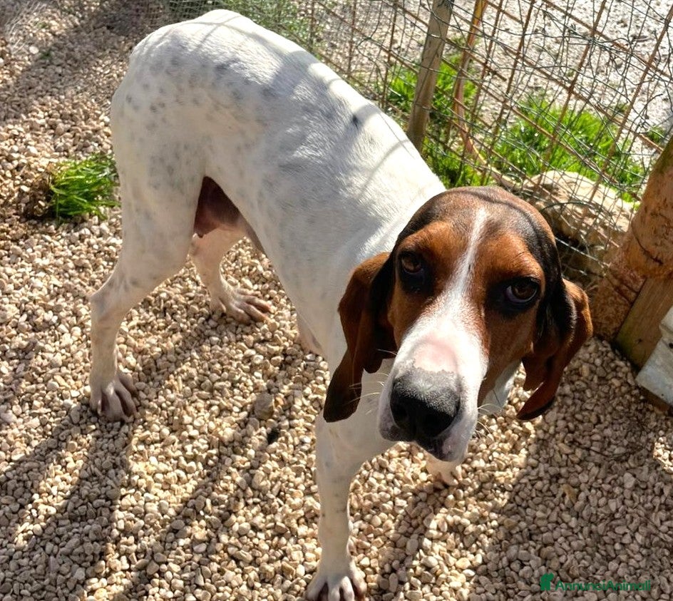 Segugio cani ADOTTAMI! - Annuncio 3