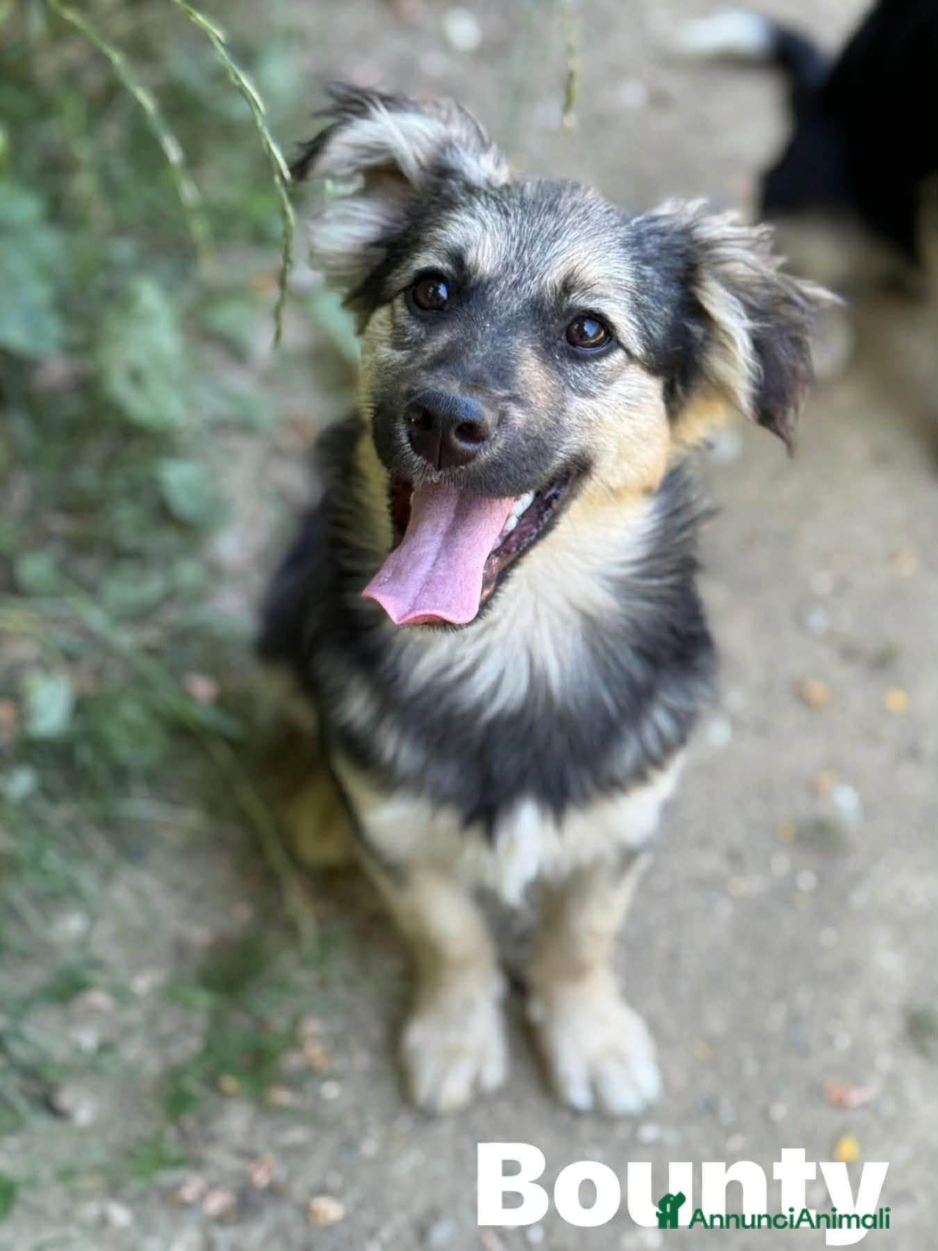 Meticcio cani 3 cuccioli TAGLIA PICCOLA incredibilmente dolci! - Annuncio 18