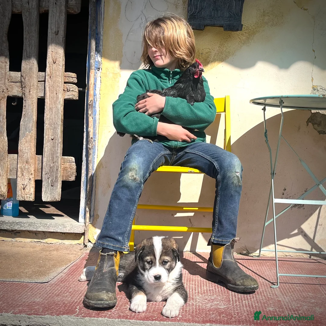 Pastore Asia Centrale cani in vendita: Cuccioli aborigeni di Pastore dell’Asia centrale - Annuncio 2