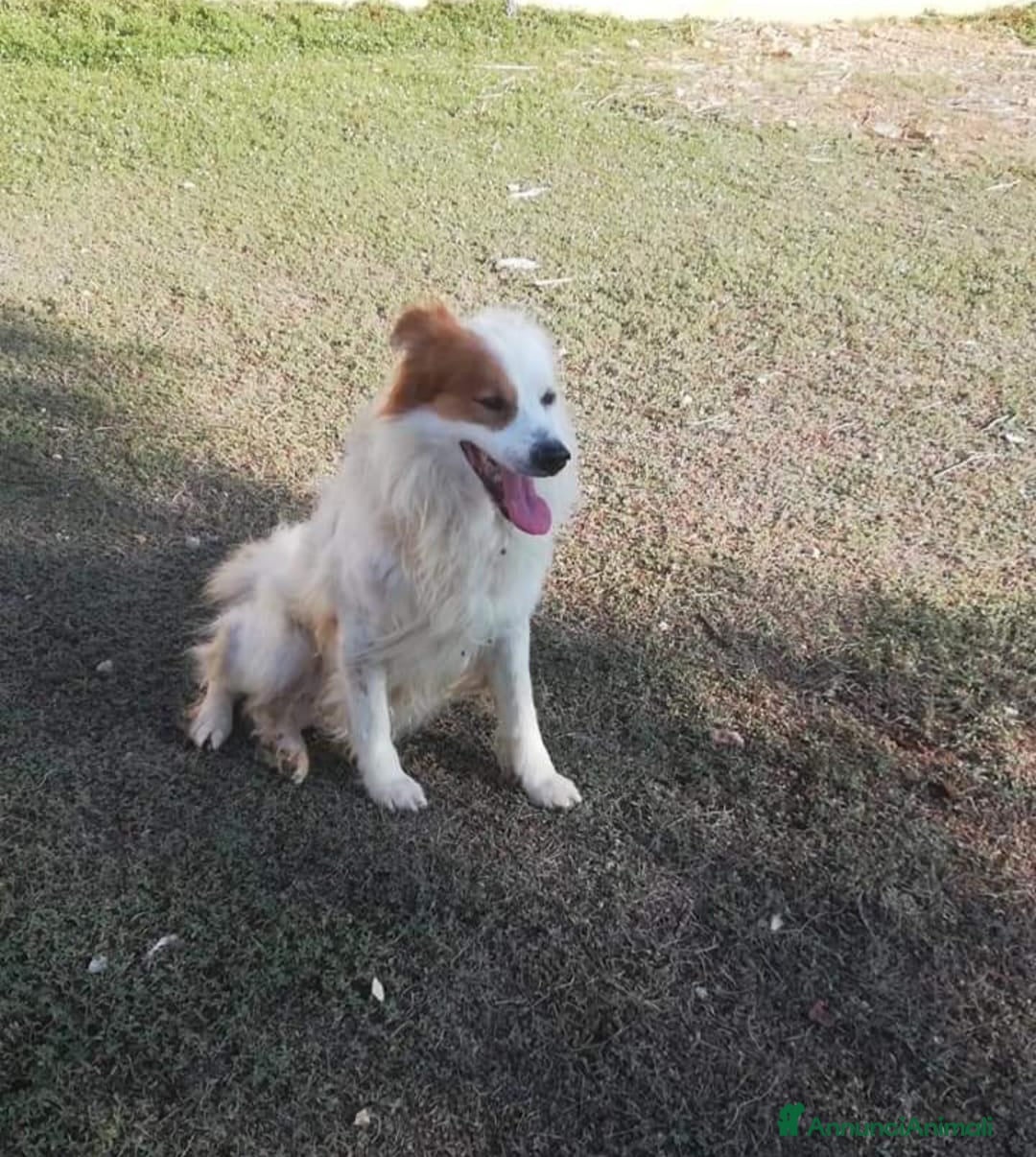 Altre razze cani 15anni DA TROPPO IN CANILE!NESSUNO LO SALVA.TARANT a Città metropolitana di Milano - Annuncio 37