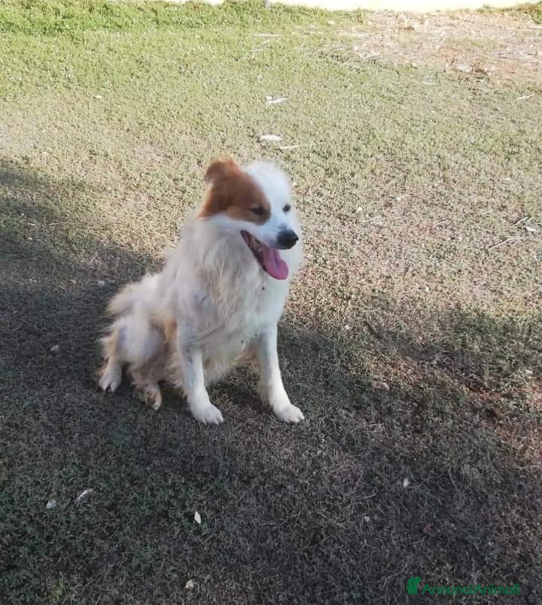 Altre razze cani in regalo: 15anni DA TROPPO IN CANILE!NESSUNO LO SALVA.TARANT a Città metropolitana di Milano - Annuncio 1