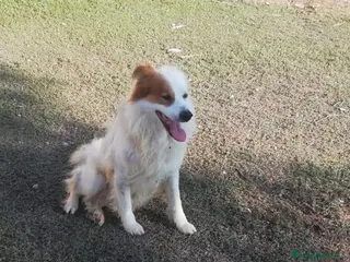 Altre razze cani 15anni DA TROPPO IN CANILE!NESSUNO LO SALVA.TARANT a Città metropolitana di Milano - Annuncio 3