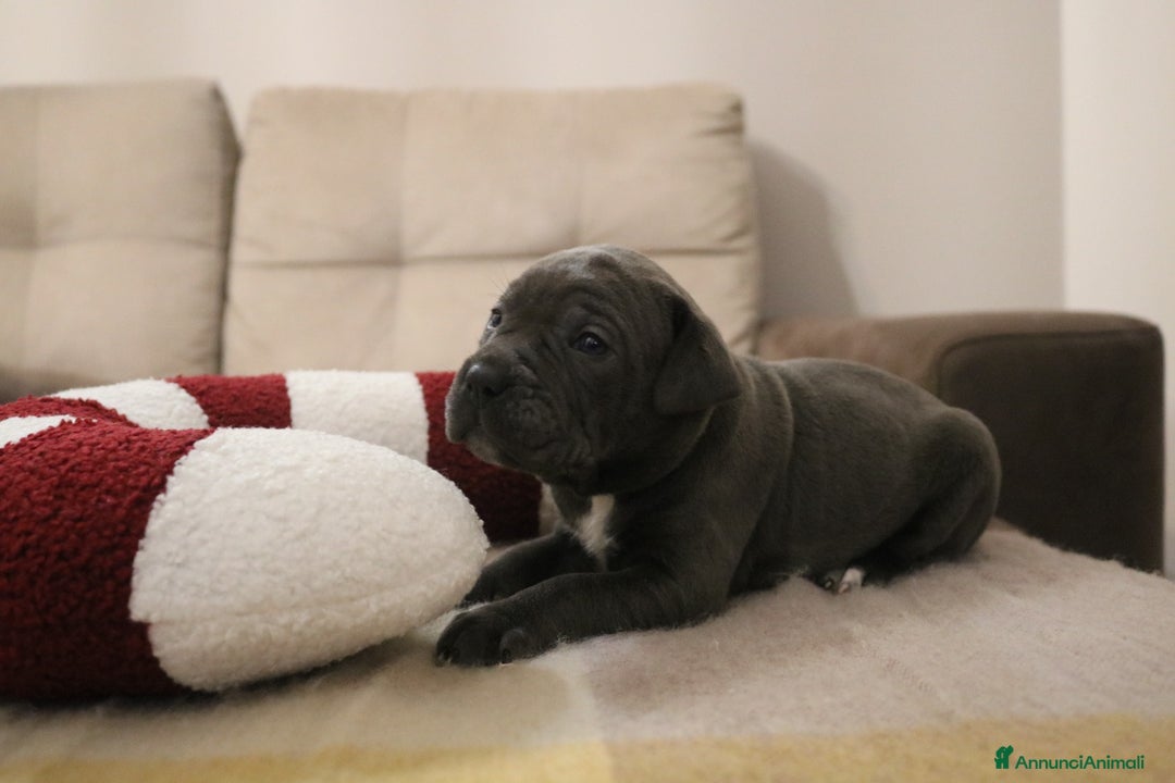 Cane Corso cani in vendita: Cuccioli Cane Corso grigi  - Annuncio 7