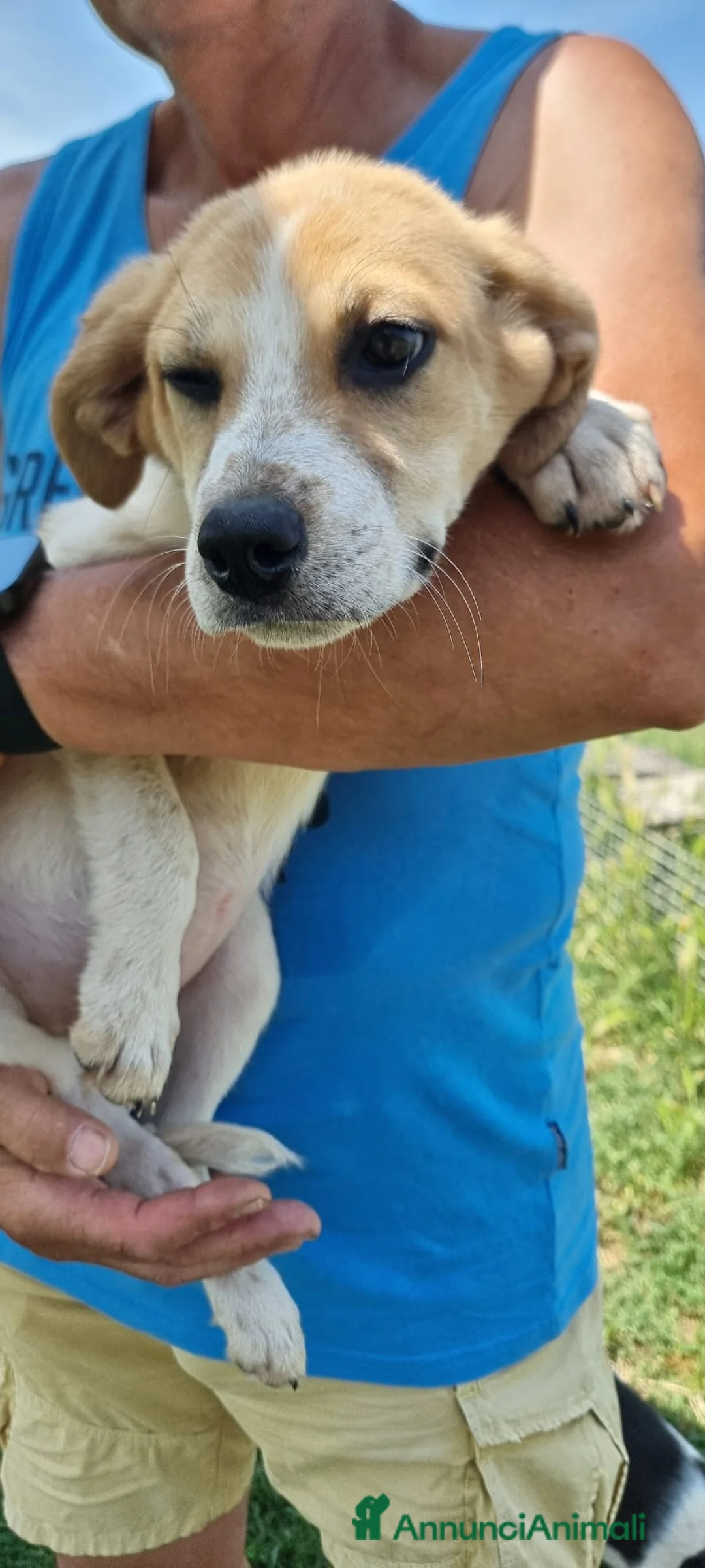 Meticcio cani in regalo: PACO💙-futura taglia media contenuta,pura dolcezza - Annuncio 1