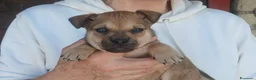 Meticcio cani in regalo: IL PICCOLO ZORRO NON VUOLE STARE IN CANILE - Annuncio 2