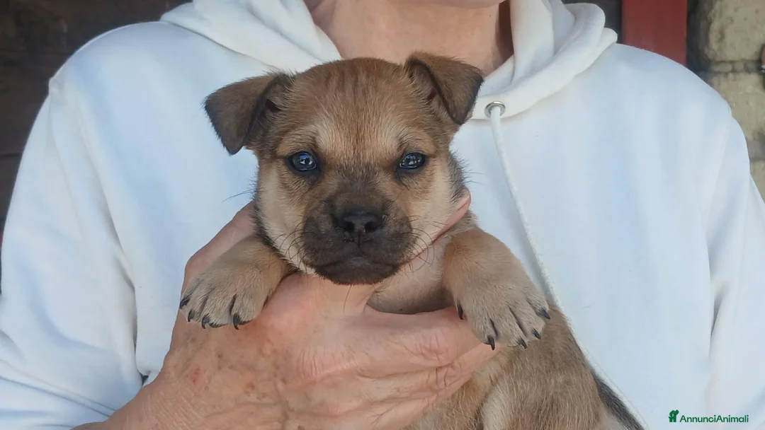 Meticcio cani in regalo: IL PICCOLO ZORRO NON VUOLE STARE IN CANILE - Annuncio 2
