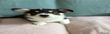 Corgi Pembroke 1