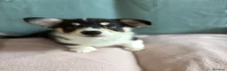 Corgi Pembroke cani in vendita: Cucciolo Welsh Corgi Pembroke - Annuncio 4