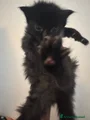 Maine Coon Gattino 6