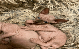 Sphynx gatti in vendita: Vendo cuccioli di sphynx a Provincia di Massa e Carrara - Immagine 16