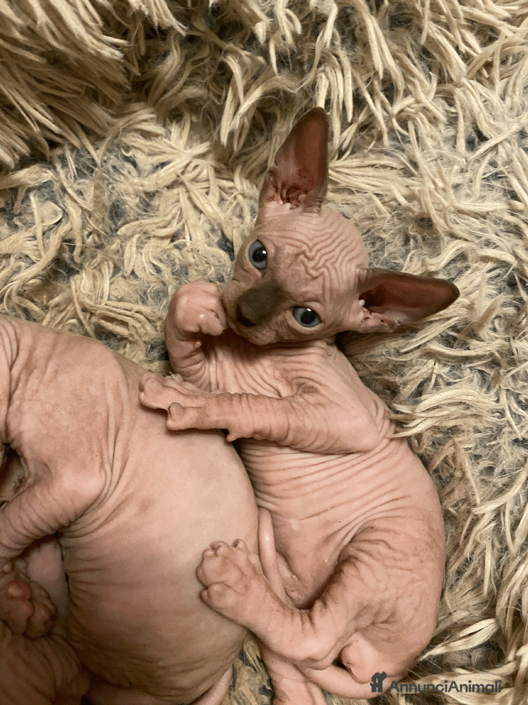 Sphynx gatti in vendita: Vendo cuccioli di sphynx a Provincia di Massa e Carrara - Immagine 16