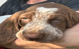 Bracco cani in vendita: cuccioli di bracco italiano a Provincia di Biella - Immagine 8