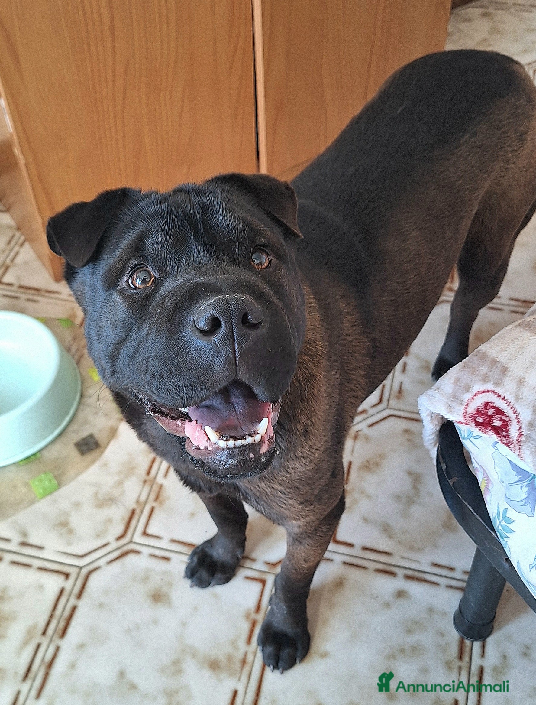 Shar Pei cani Puma 1 anno mix sharpei - Annuncio 1