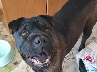 Shar Pei cani Puma 1 anno mix sharpei - Annuncio 2