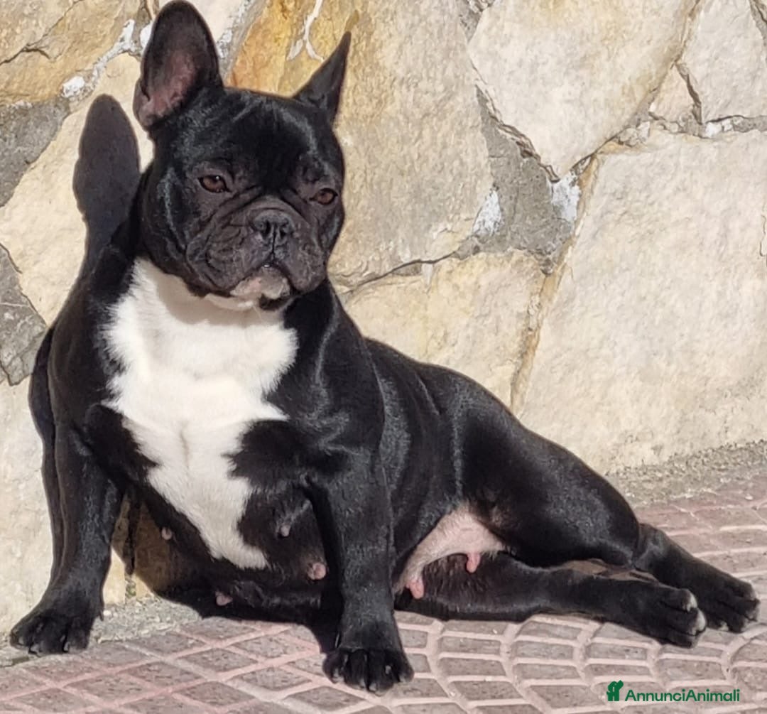 Bulldog Francese cani Cuccioli bulldog francesi  - Annuncio 1