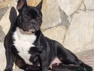 Bulldog Francese cani Cuccioli bulldog francesi - Annuncio 1