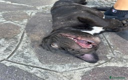 Bulldog Francese cani in vendita: Bulldog francese a Provincia di Modena - Immagine 4