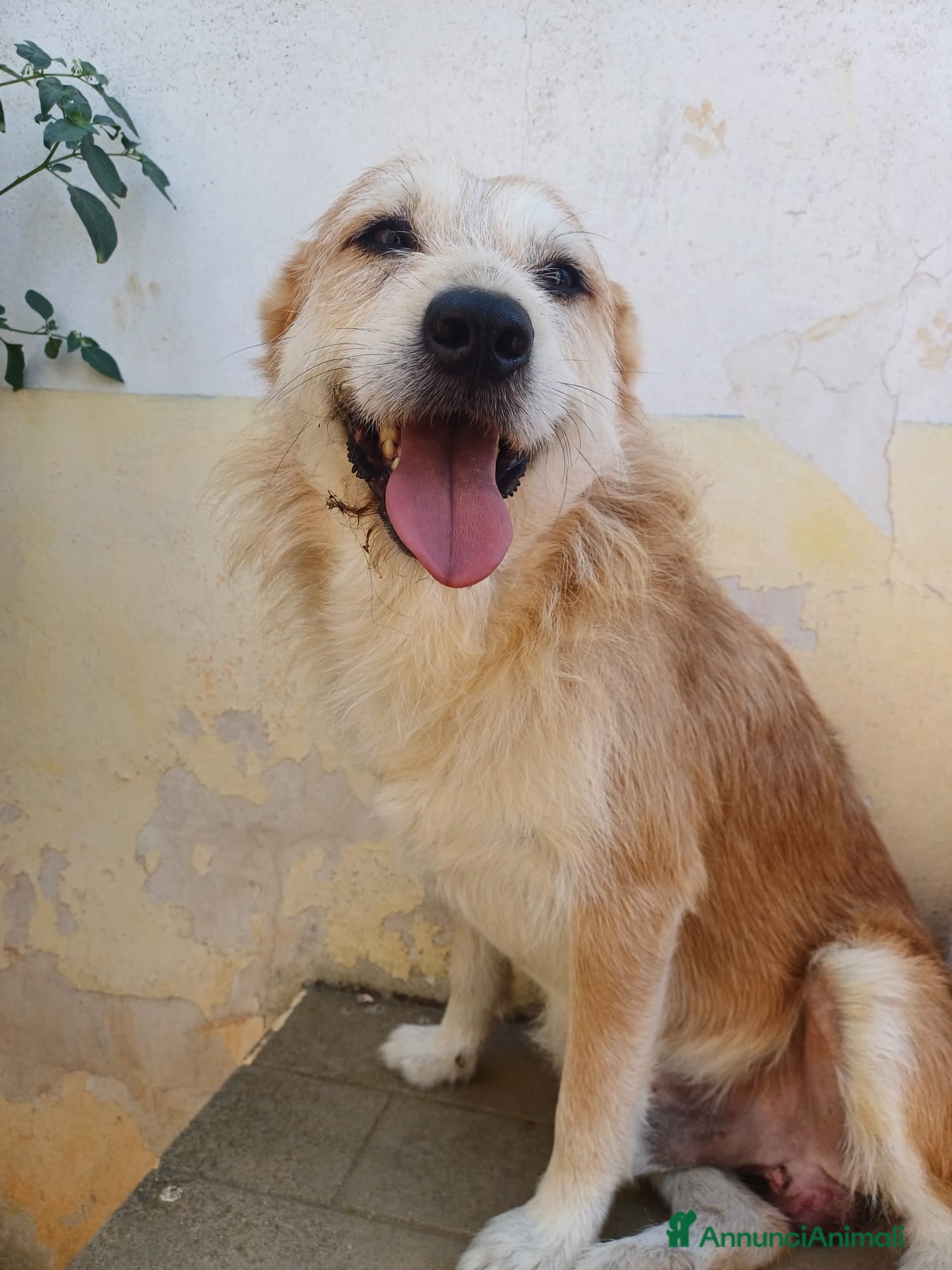 Meticcio cani GENNARO - 5 anni – Taglia media - Annuncio 1