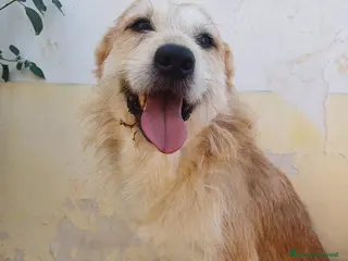 Meticcio cani GENNARO - 5 anni – Taglia media - Annuncio 4