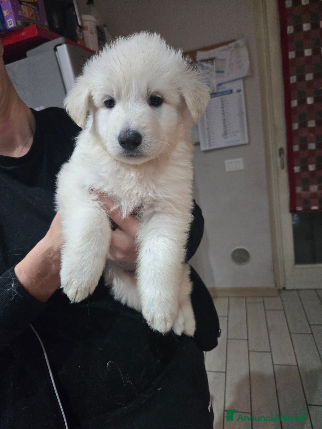 Pastore Svizzero cani in vendita: Cuccioli di pastore svizzero bianco - Annuncio 4