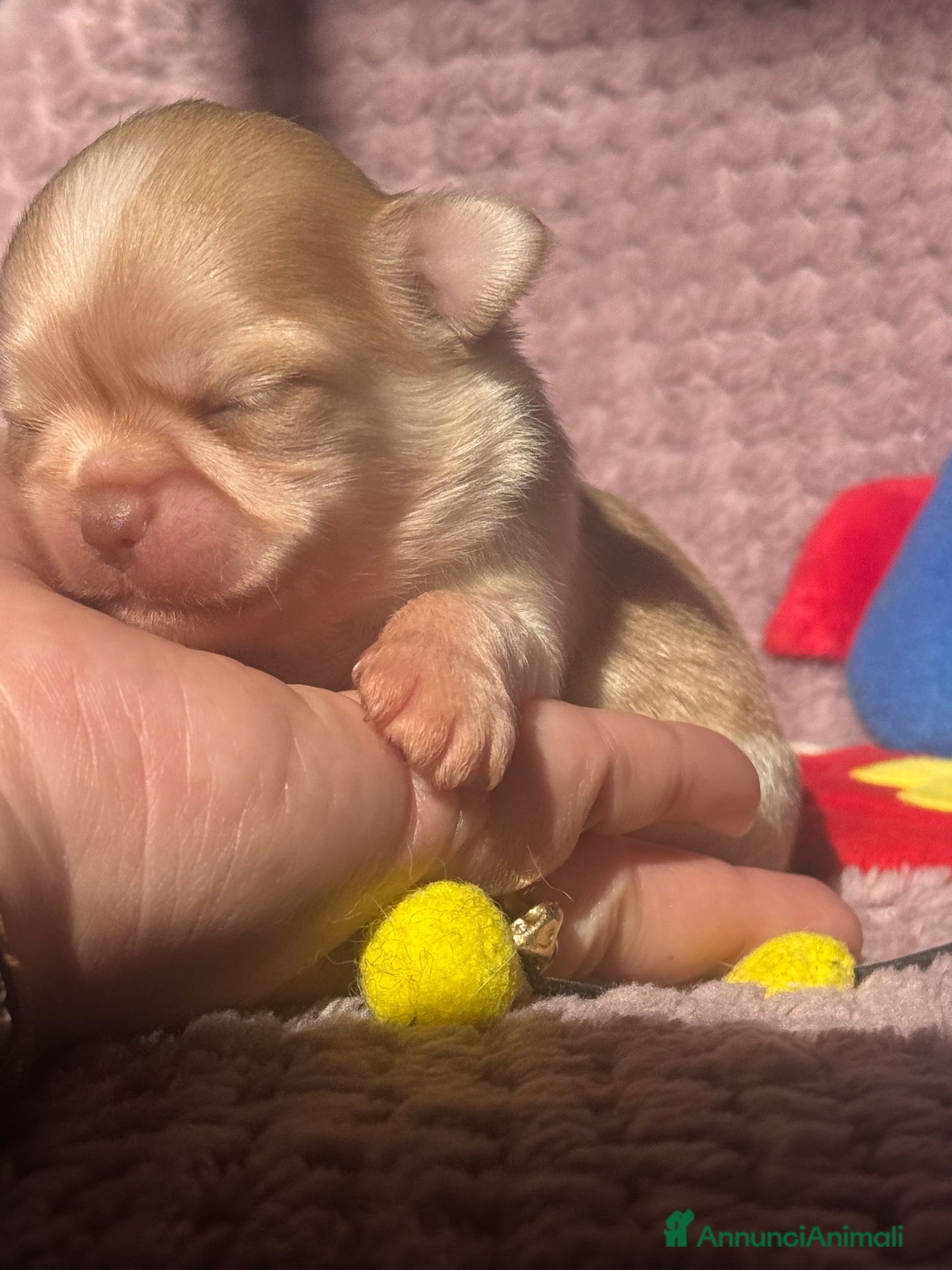 Chihuahua cani in vendita: Chihuahua cuccioli - Annuncio 16