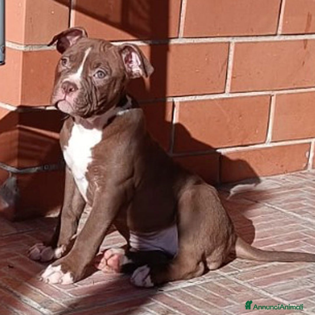 Bulldog cani in vendita: Cuccioli American Bulldog  - Annuncio 10
