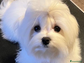 Maltese cani Cucciolo di maltese con pedigree ENCI a Città Metropolitana di Venezia - Annuncio 26