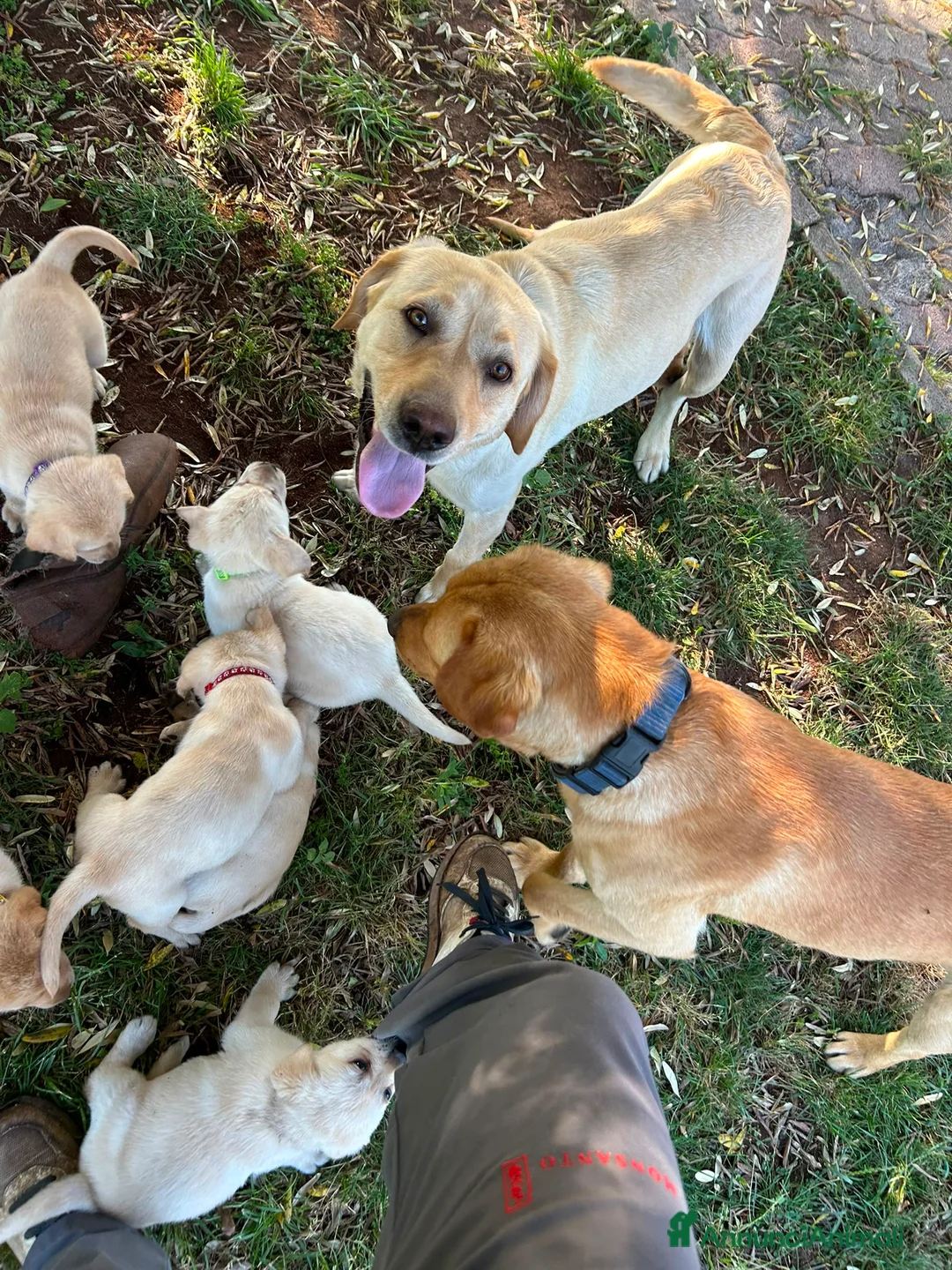 Labrador cani in vendita: Cuccioli Labrador  - Annuncio 2
