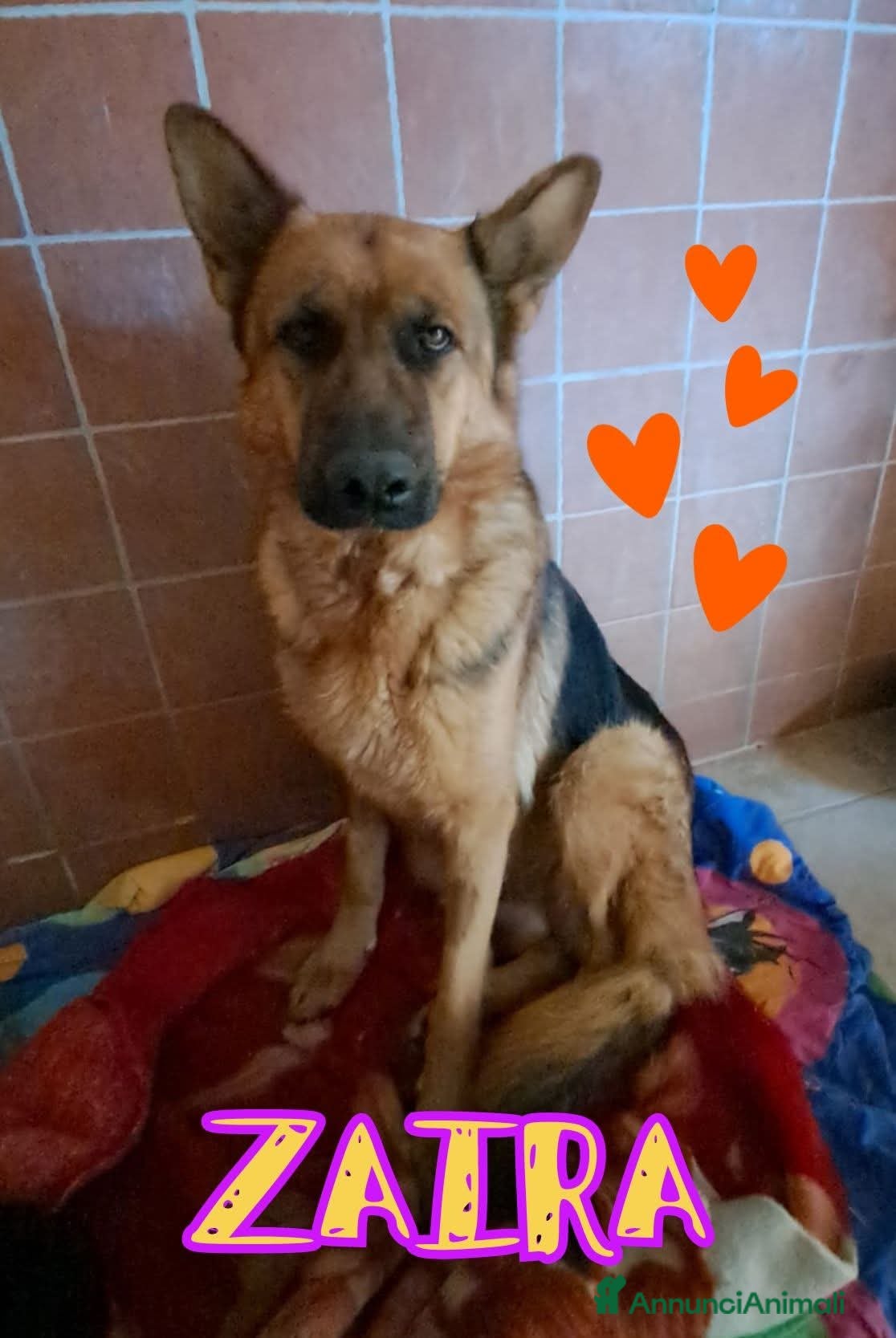 Pastore Tedesco cani ZAIRA pastore Tedesco - Annuncio 3