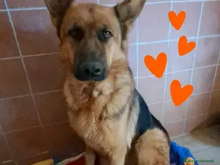 Pastore Tedesco cani ZAIRA pastore Tedesco - Annuncio 3