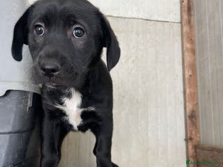 Meticcio cani LA SPLENDIDA VITTORIA - Annuncio 35