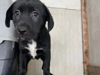 Meticcio cani LA SPLENDIDA VITTORIA - Annuncio 42