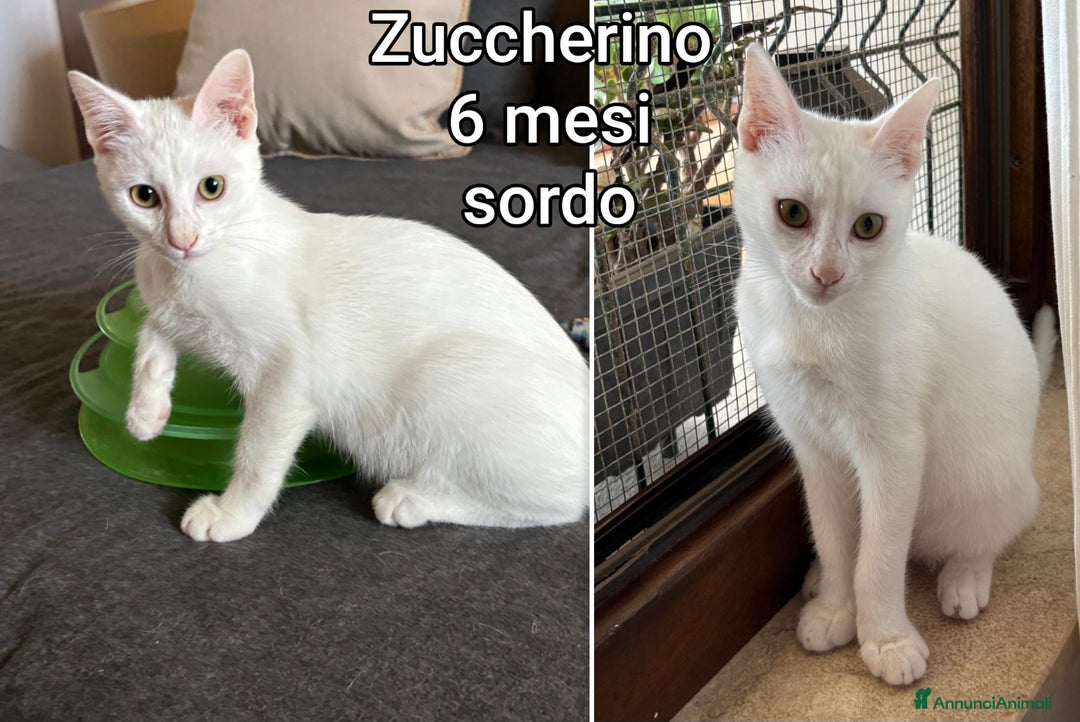 Europeo gatti in regalo: SERVONO ADOZIONI PER SALVARLI  - Annuncio 7