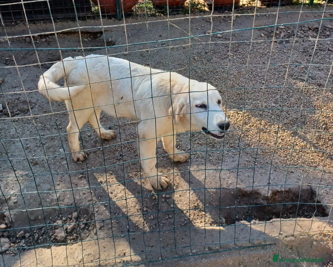Pastore Maremmano cani in regalo: LO SPLENDIDO OSLO a Provincia di Ferrara - Annuncio 4