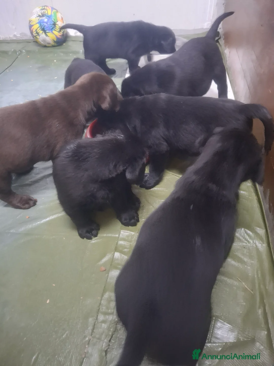 Labrador cani in vendita: Labrador retriver - Annuncio 2