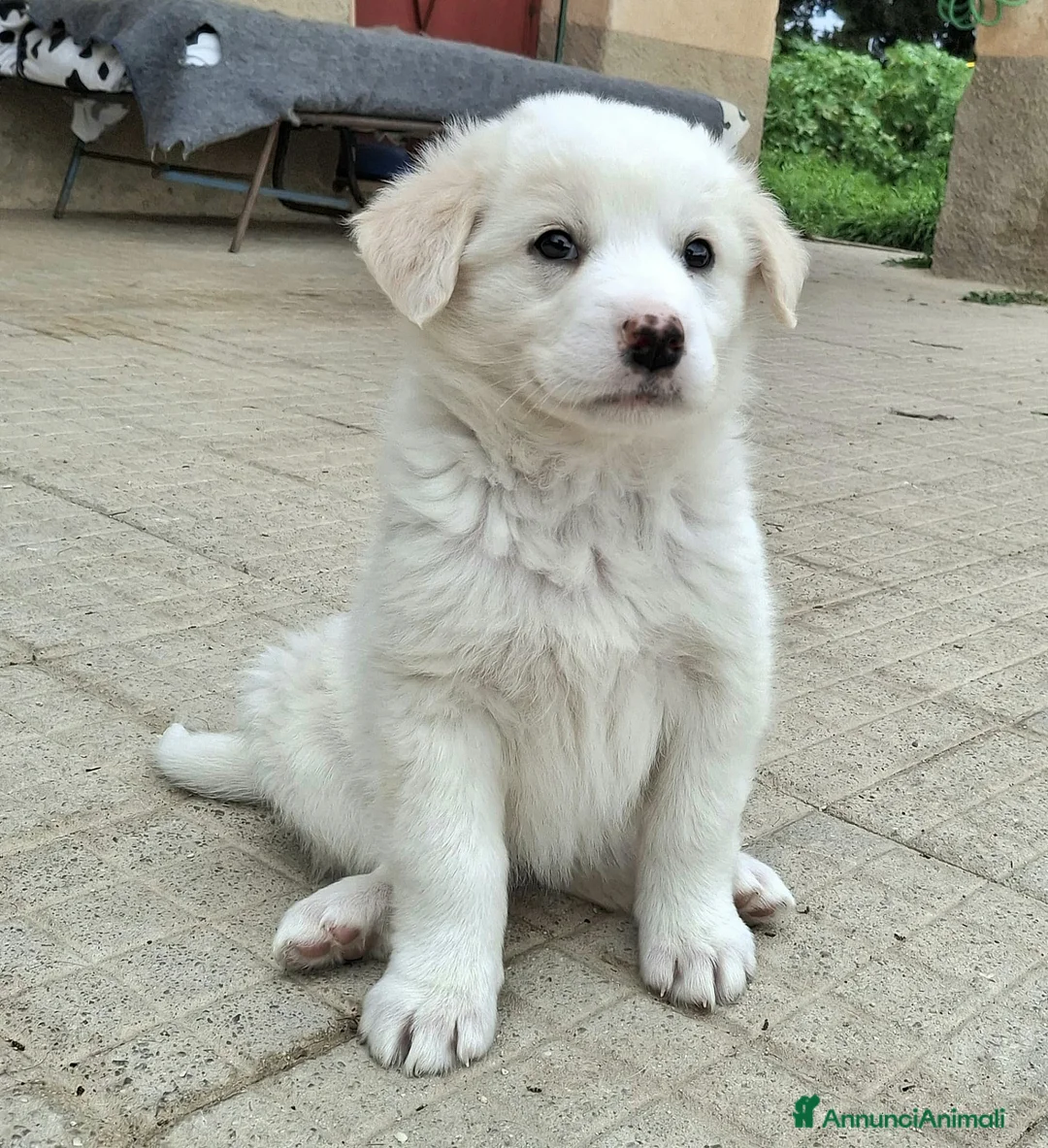 Meticcio cani in regalo: Wilma 2 mesi taglia media  - Annuncio 5