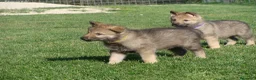Lupo Cecoslovacco cani in vendita: Cucciolo Femmina Cane LupoCECOSLOVACCO-Runningwolf - Annuncio 9