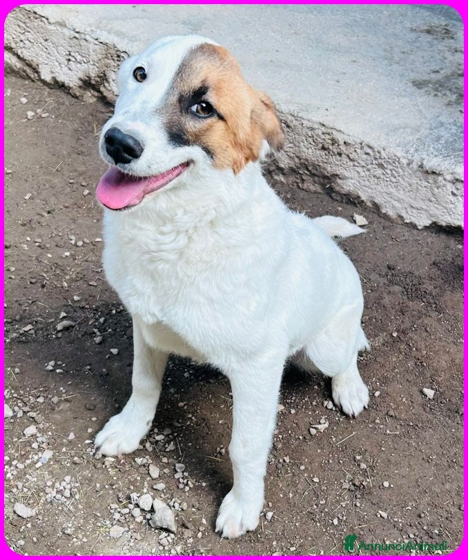 Meticcio cani MASCHERINA CUCCIOLONA SIMIL JACK RUSSEL 7-8 MESI - Annuncio 2