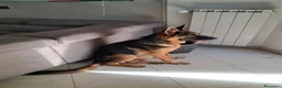 Pastore Tedesco cani in regalo: Splendida Pastore Tedesco di 7 Mesi Cerca Famiglia a Provincia del Verbano-Cusio-Ossola - Annuncio 3