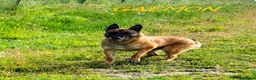 Pastore Belga cani in regalo: GAEMON past. Malinois bello come il sole - Annuncio 5