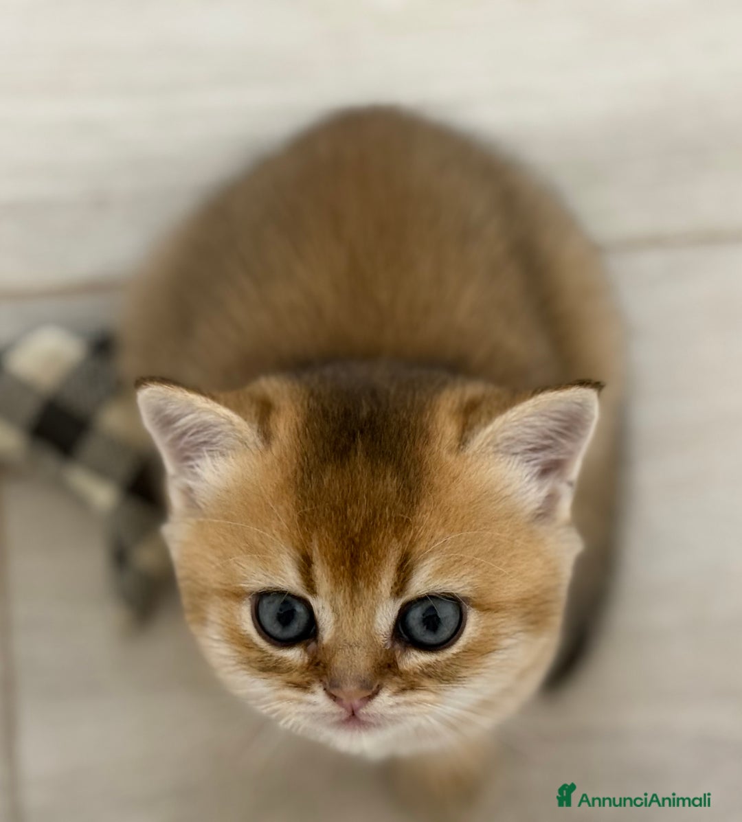 Scottish gatti in vendita: Scottish straight  - Annuncio 16