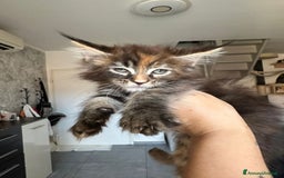 Maine Coon gatti in vendita: Cuccioli di Mainecoon  - Immagine 9