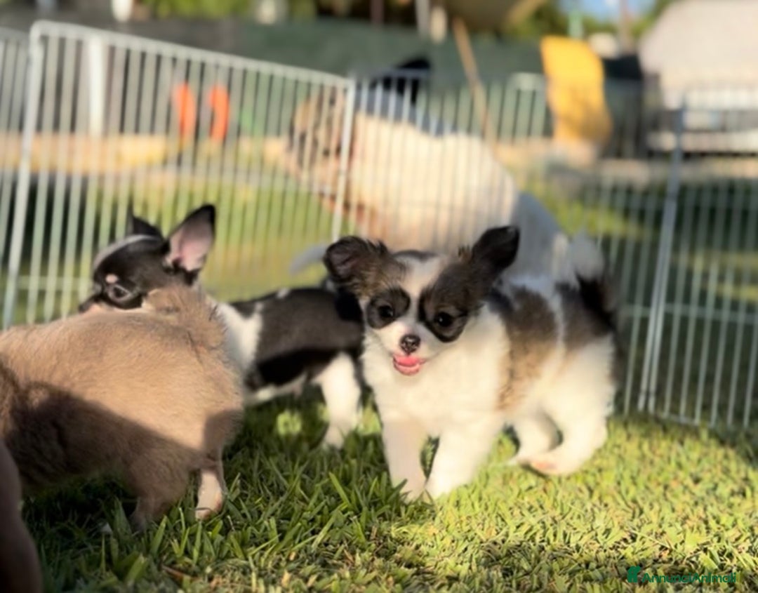 Chihuahua cani in vendita: Cuccioli chihuahua  a Città metropolitana di Milano - Immagine 4