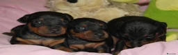 Pinscher Miniatura cani in vendita: Pinscher nano  - Annuncio 16