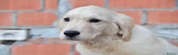 Golden Retriever cani in vendita: Cuccioli Golden Retriever a Provincia di Parma - Annuncio 4